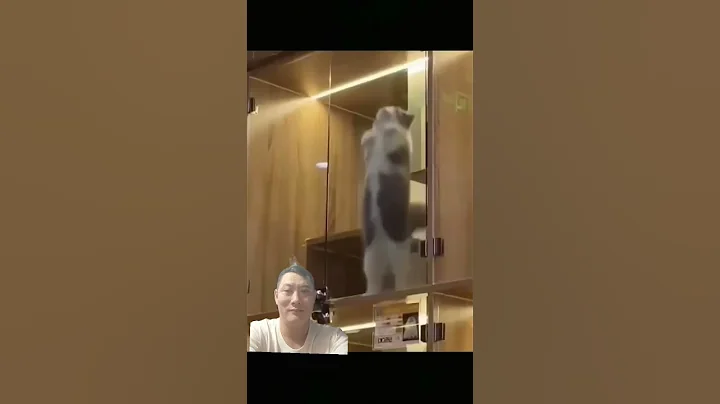 Video 11857351: cat kitten pets funnycat, kitten cute pets funnycat, cat kitten pets funny