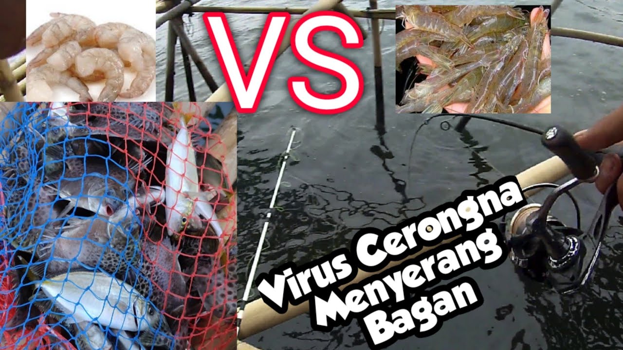 UMPAN MANCING di BAGAN - Udang Hidup/Mati || Wabah Virus Kerongna di