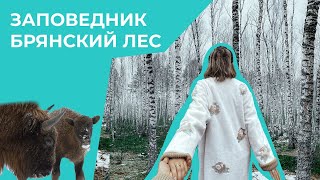 Путешествия по России | Заповедник Брянский лес, Брянск | Travel Vlog