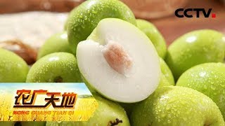 Download 《农广天地》 枣中巨无霸 猪小市场大 20190606 | Cctv农业 Video MP3 《农广天地》 枣中巨无霸 猪小市场大 20190606 | Cctv农业