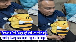 Download Lagu Dasar kucing Emosian tapi Cengeng! Marah ke Emak, kucing malah Nangis Ngadu ke Bapa/video kompilasi MP3 Download Lagu Dasar kucing Emosian tapi Cengeng! Marah ke Emak, kucing malah Nangis Ngadu ke Bapa/video kompilasi MP3