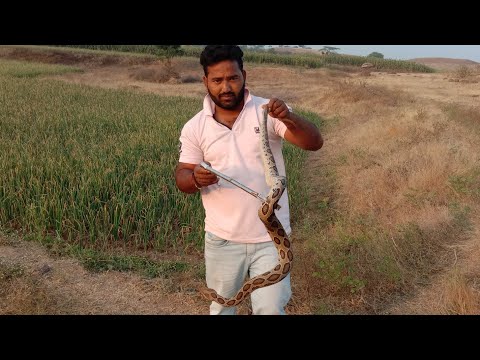भारतातील सर्वात विषारी !!साप!! पहा संपूर्ण व्हिडिओ Russell viper snake