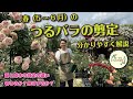 【春の開花後】つるバラの剪定解説