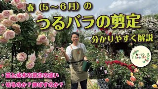 【春の開花後】つるバラの剪定解説