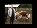 Порода коров герефорд