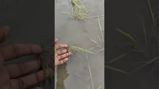 8DAT weed growth and effects of rain 🌧️#paddy #agri #weeds