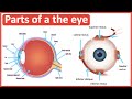 Eye anatomy  function   easy science lesson