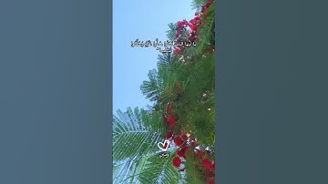 إِنَّ اللَّهَ وَمَلَائِكَتَهُ يُصَلُّونَ عَلَى النَّبِيِّ ۚ🌸   #تلاوات #قران_كريم #يوم_الجمعة