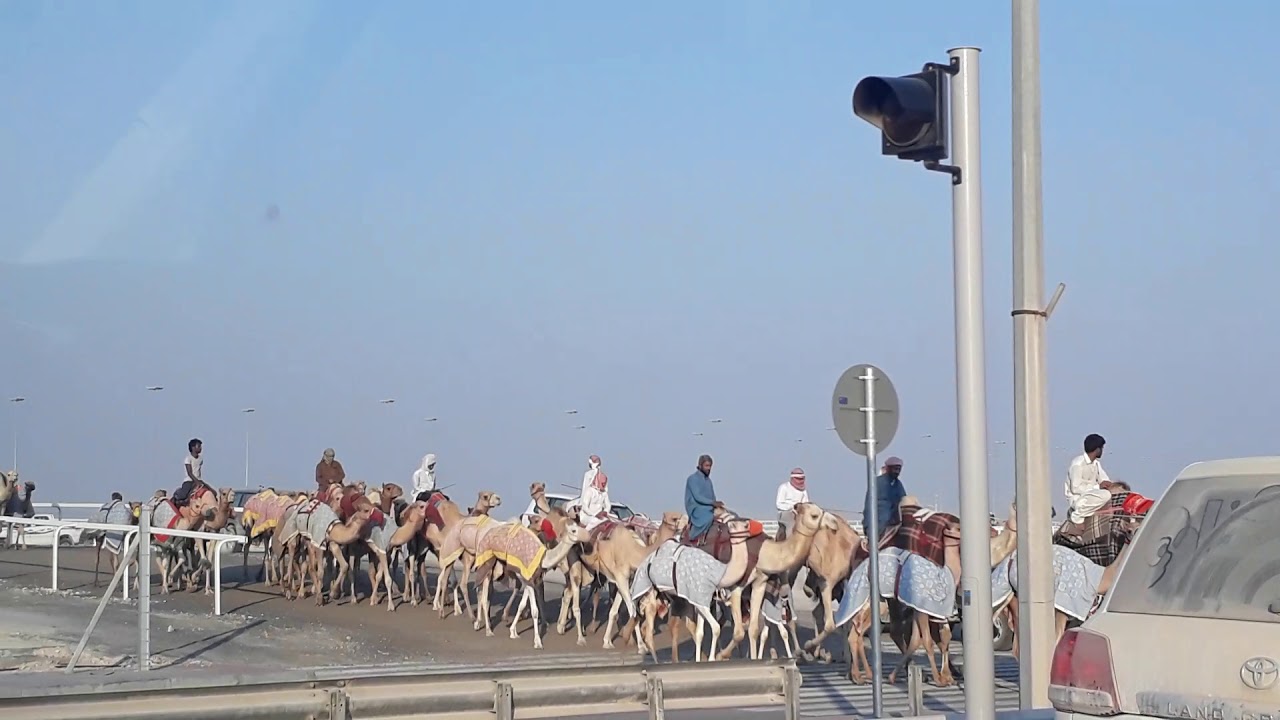 Camel - YouTube