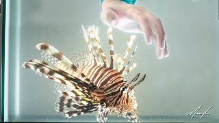 Getting Stung by a Lionfish!