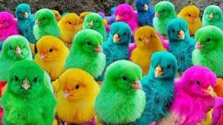 World Cute Chickens, Colorful Chickens, Rainbows Chickens, Cute Ducks, Cat, Rabbits,Cute Animals🐤🦆🪿🐟
