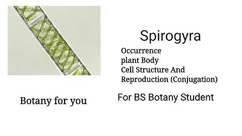Spirogyra | Occurrence, plant Body, Cell Structure, And Reproduction | Bs Botany| Botany for you |
