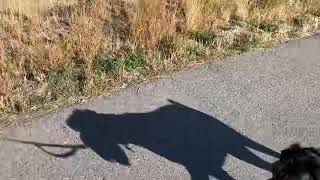 Year and a half Standard Schnauzer on a walk. by Carla Peterson 629 views 4 years ago 4 minutes, 26 seconds