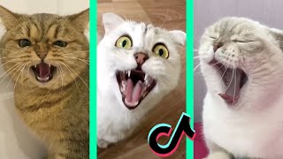 aaaa aaaa aaaa song tiktok cat compilation