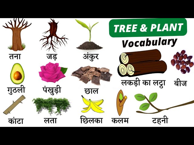 Parts Of Plant Name In Hindi And English With Pictures Infoupdate parts-of-plant-name-in-hindi-and-english-with-pictures-infoupdate