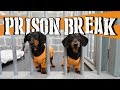 Ep 8 wiener dog prison break  funny dogs escaping jail