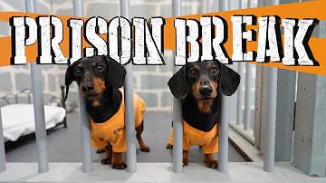 Ep 8: WIENER DOG PRISON BREAK - Funny Dogs Escaping Jail!