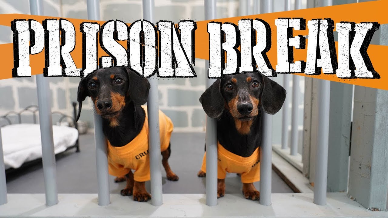 Ep 8 Wiener Dog Prison Break Funny Dogs Escaping Jail Youtube - my dogy roblox