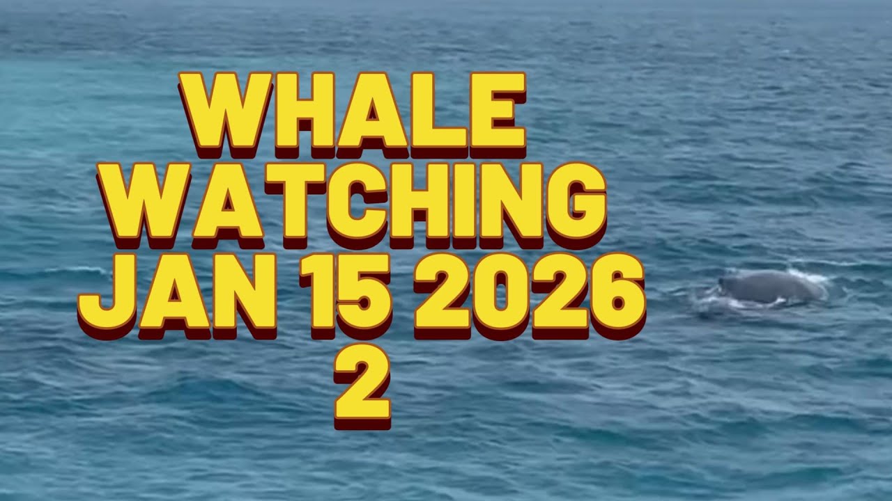 WHALE WATCHING BERMUDA 2 JAN 15 2026