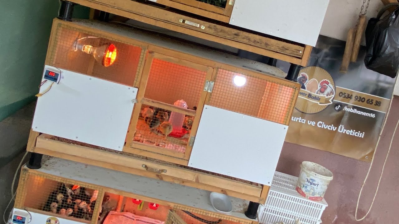 SÜS TAVUĞU CİVCİVLERİNE BAKTIK VE KÜMESLERİ DOLAŞTIK