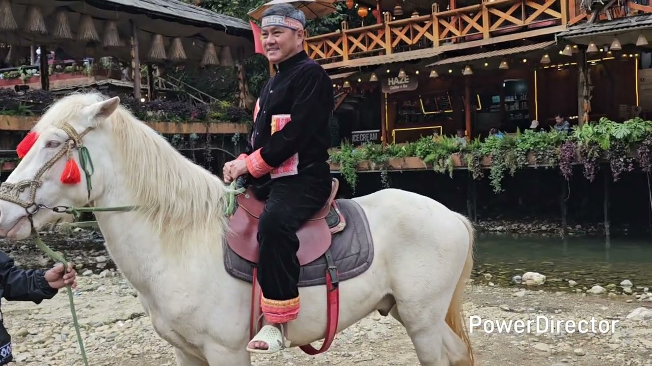 MỘNG HOA SIM TOMMY NGUYEN COVER 