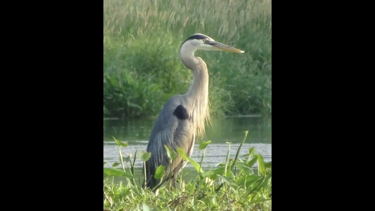 Great Blue Heron on the Assabet River