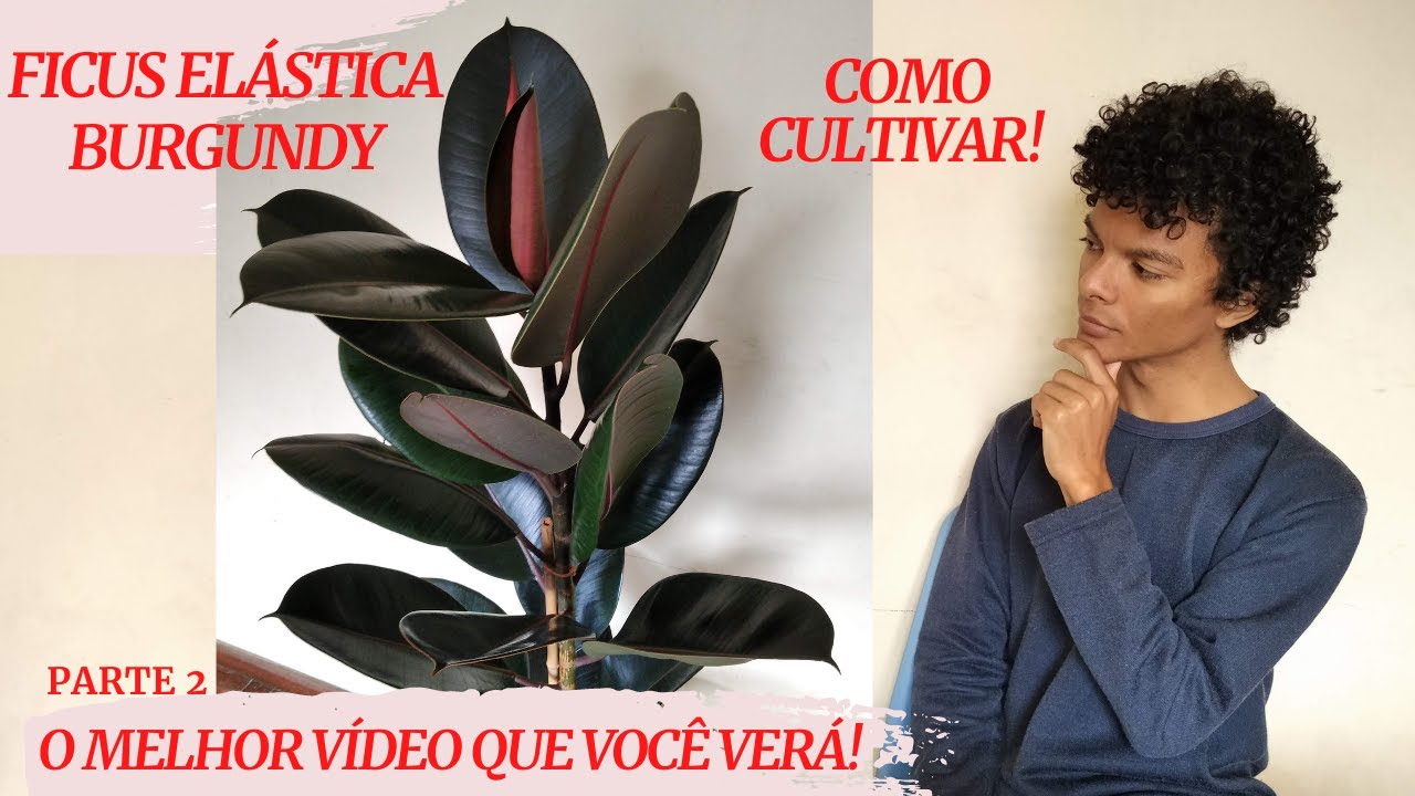 Ficus Elástica Burgundy: tudo o que você precisa saber! Sincerão!