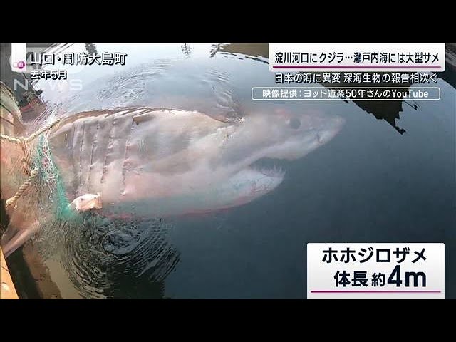水深7700m深海魚のホルマリン漬け初公開！/ Formalinized Deep-see
