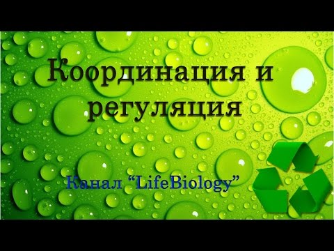 Координация и регуляция