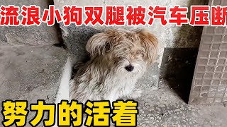 流浪小狗双腿被汽车压断了，它努力的活到现在！