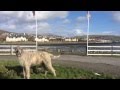Seamus The Dingle Wolfhound S Bloodcurdling Bark Seamus The Dingle Wolfhound S Bloodcurdling Bark