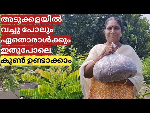 വീട്ടാവശ്യത്തിനുള്ള കൂൺ കൃഷി |Homely cultivation of mushroom | Malayalam