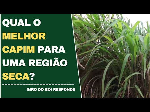 QUAL O MELHOR CAPIM PARA UMA REGIÃO SECA?