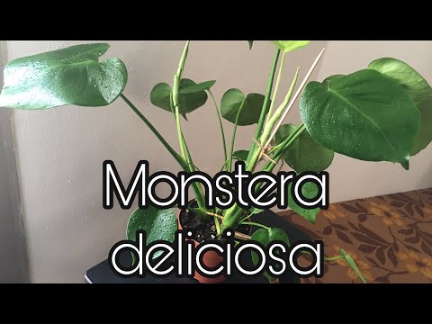 Video: Monstera Gourmet (15 Bilder): Artens Egenskaper. Hur Ser Monstera Frukt Attraktiv Ut? Funktioner För Plantering Och Vård Hemma