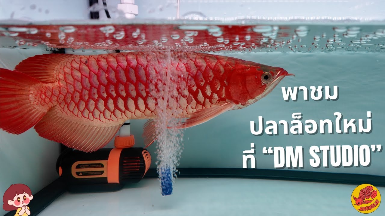 พาชมปลาล๊อทใหม่ที่ 