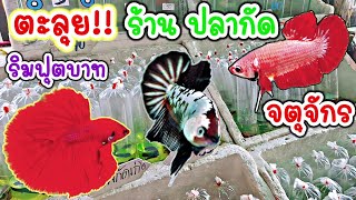 คนเลี้ยง​สัตว์​ EP.177 ตะลุย!! ร้าน​ ปลากัด​สวยงาม​ ตลาดปลาจตุจักร​ #ปลากัด #fish #bettafish​