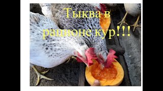 Тыква в рационе кур, советы начинающим и не только!!!