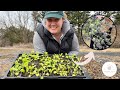 Were planting cool weather flowers outside  snapdragon saga pt 3  green bee floral co