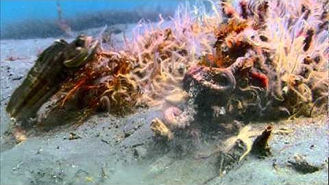 Competitive Exclusion Principle.mpg