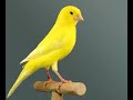 Canario amarrillo, canto canario amarillo