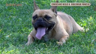 Conosciamo meglio il Bouledogue Francese  Amico cane