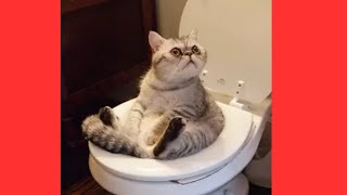 animals for kids video, animals for babies animals for toddlers to learn,educational video for kids,