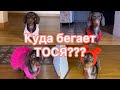 ПОЧЕМУ ТОСЬКА УБЕГАЕТ? II Чапитосики