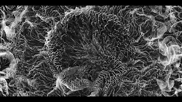 Physarum simulation no.10