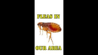 How do you know if you have fleas