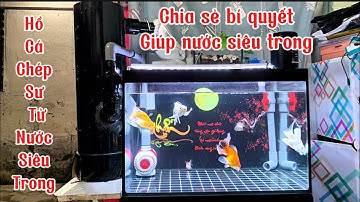 Hồ Cá Chép Sư Tử 200l Đẹp - Chia Sẻ Bí Quyết Làm Lọc Nước Siêu Trong.Hồ Của Em Khang ở Gò Vấp.
