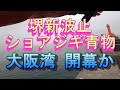 武庫川渡船、岸和田渡船、堺　夢フィッシングなど大阪湾の一文字で青物開幕