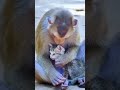 Funny Cat Compilations V2 2025 Catvideos Funnycats Funny Cat Compilations V2 2025 Catvideos Funnycats