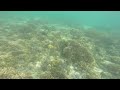 big fish being cleaned by small fish at gili air
