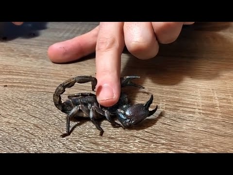Video: Скорпион аялына кантип кайрылууга болот